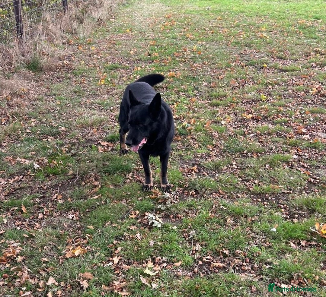 German Shepherd dogs for sale: German Shepard Girls - Image 3