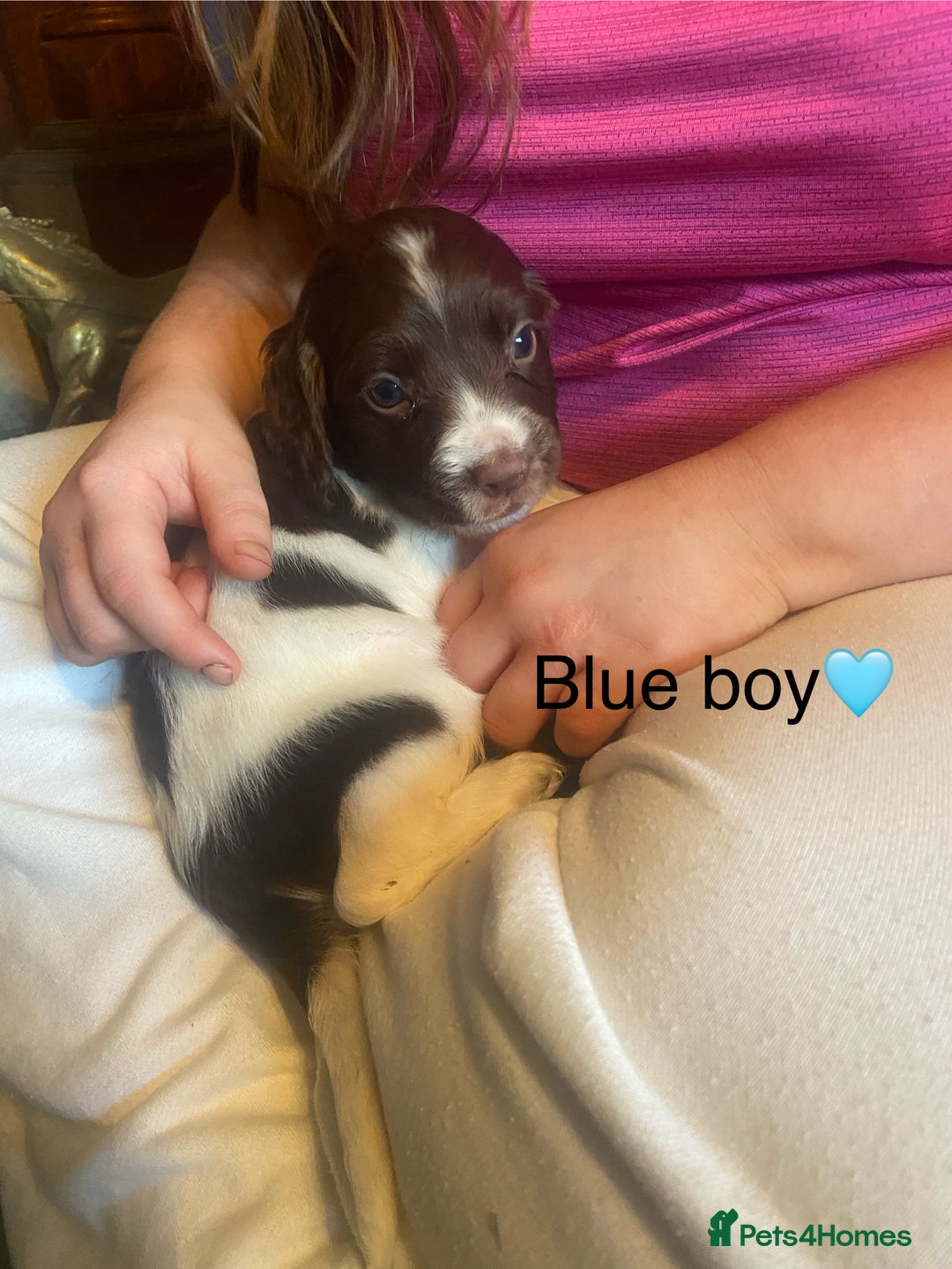 English Springer Spaniel dogs for sale: Springer spaniel puppies  - Advert 1