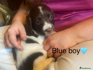 English Springer Spaniel dogs Springer spaniel puppies - Advert 10