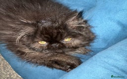 Persian cats for sale: Gorgeous Persians gccf registered pkd neg   - Image 8