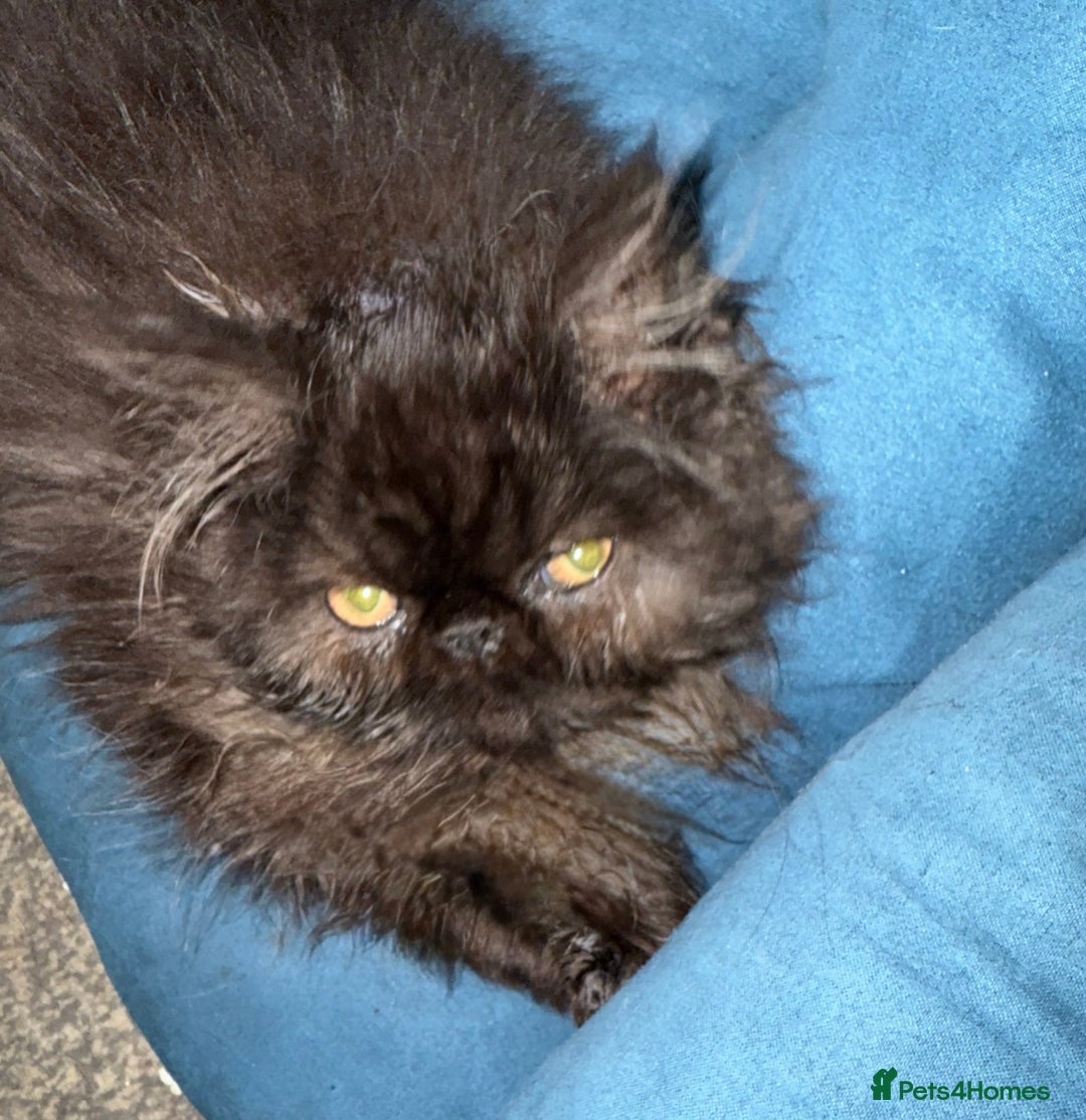 Persian cats for sale: Gorgeous Persians gccf registered pkd neg   - Image 8