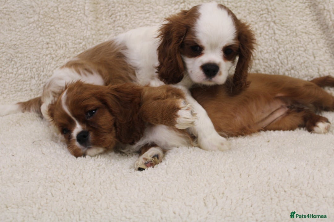 Cavalier King Charles Spaniel dogs for sale: Beautiful Cavalier king charles spaniel puppies - Image 7