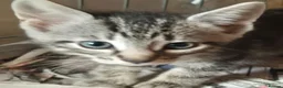 Mixed Breed cats for sale: Grey and grey tabby kittens ready to go in Bath - Advert 5