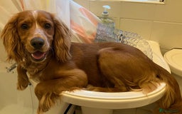 Cocker Spaniel dogs for sale: Melvin - Cocker Spaniel - 1 year old - Image 2