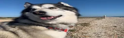 Alaskan Malamute dogs for adoption: Teddy (Alaskan Malamute) in Southampton - Advert 18