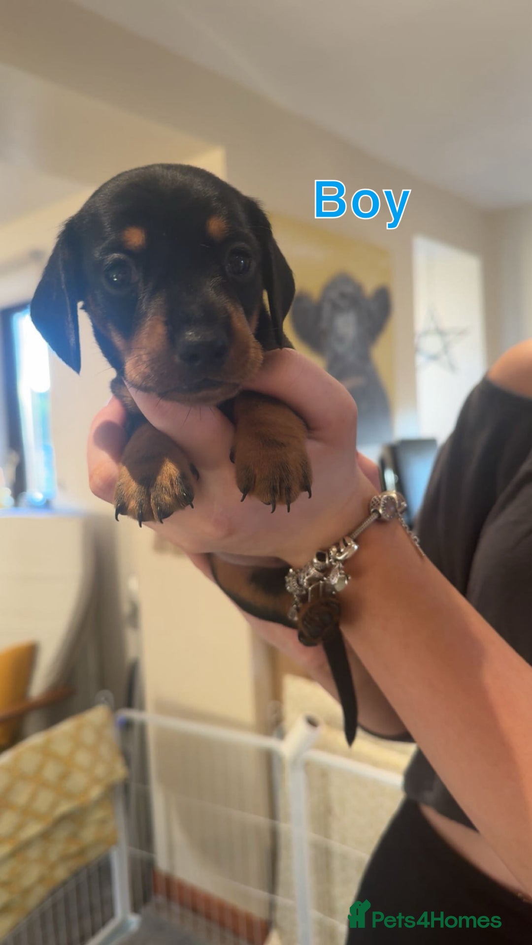 Dachshund dogs for sale: Miniature dachshund puppies  - Image 5