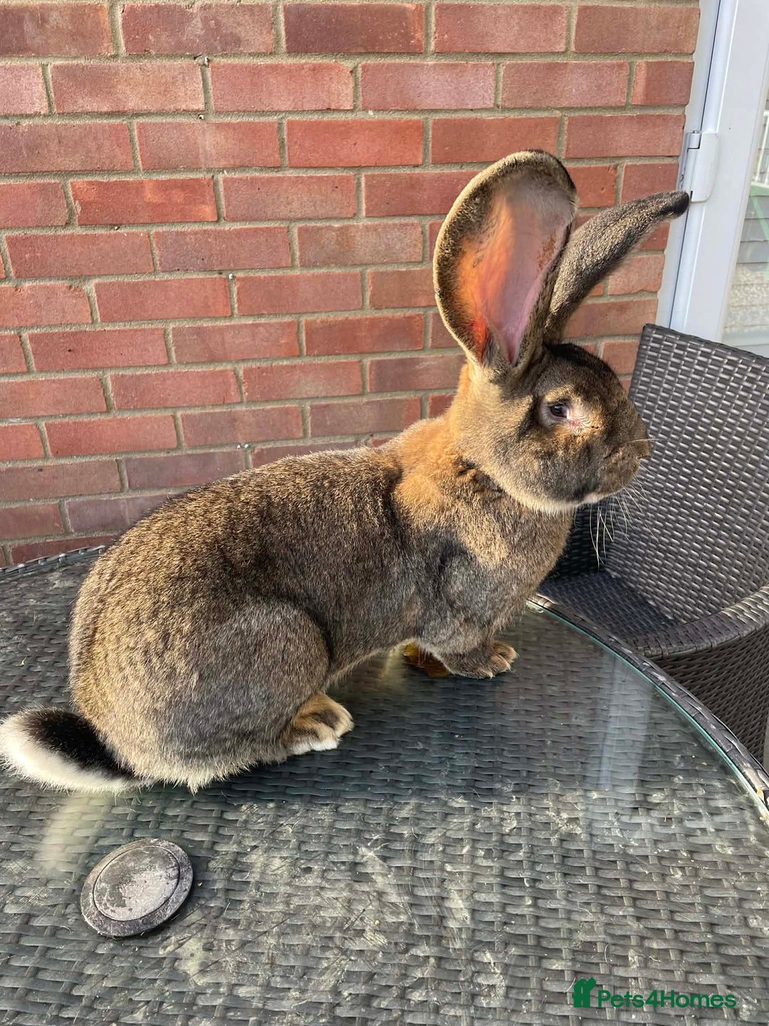 Continental Giant rabbits for sale: Pure German Continental Rabbit  - Advert 1