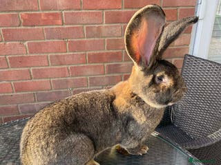 Continental Giant rabbits Pure German Continental Rabbit - Advert 8