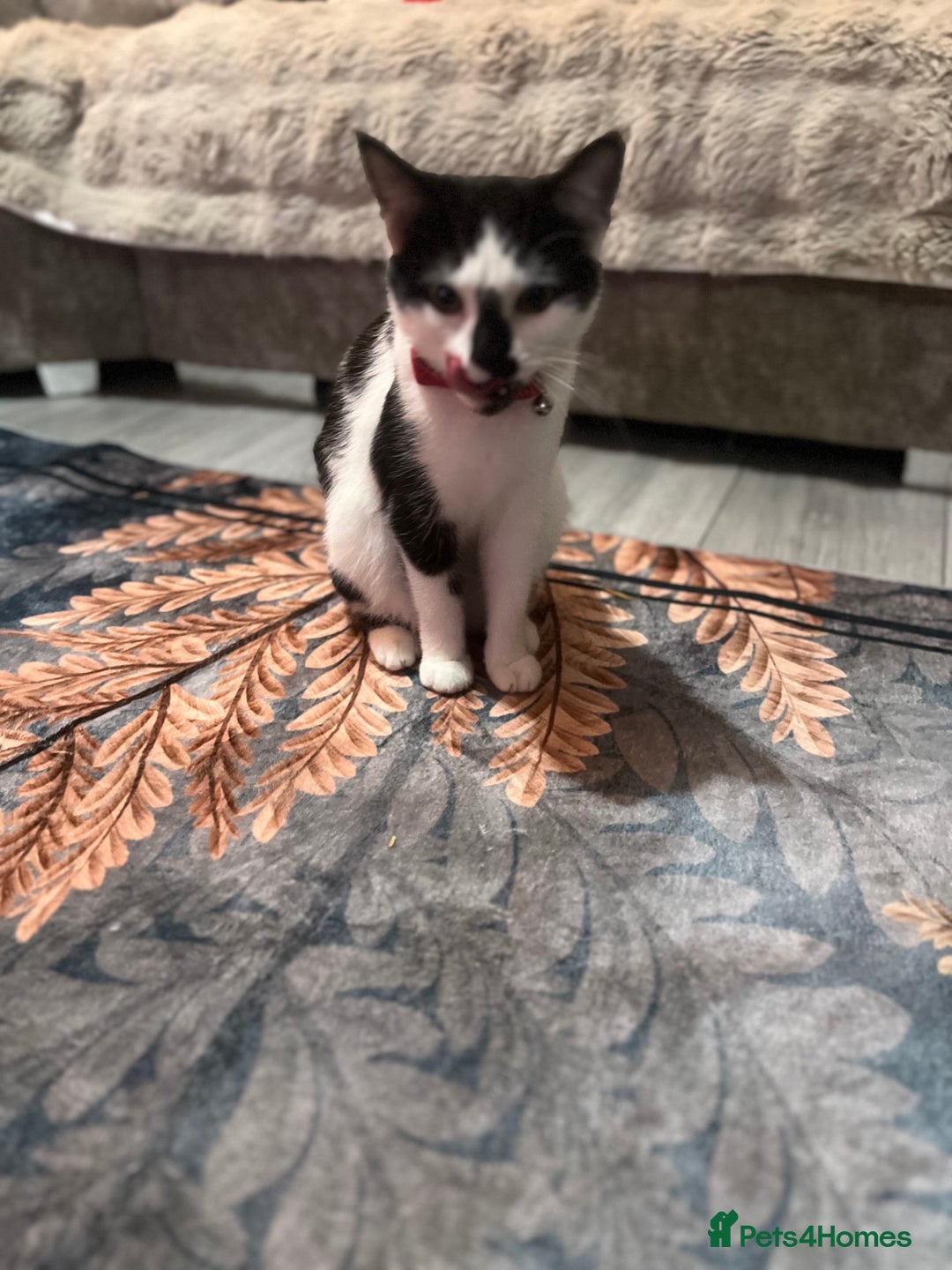 Mixed Breed cats for sale: Female cat - Advert 2