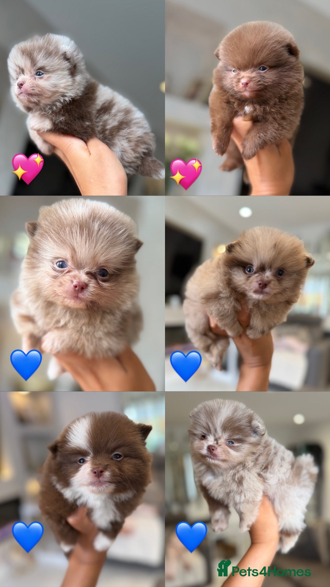 Pomeranian dogs Chocolate Merle Babies  - Advert 2
