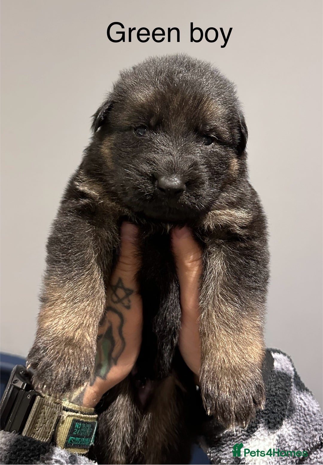 German Shepherd dogs for sale: Beautiful purebred German shepherd puppies - Image 8