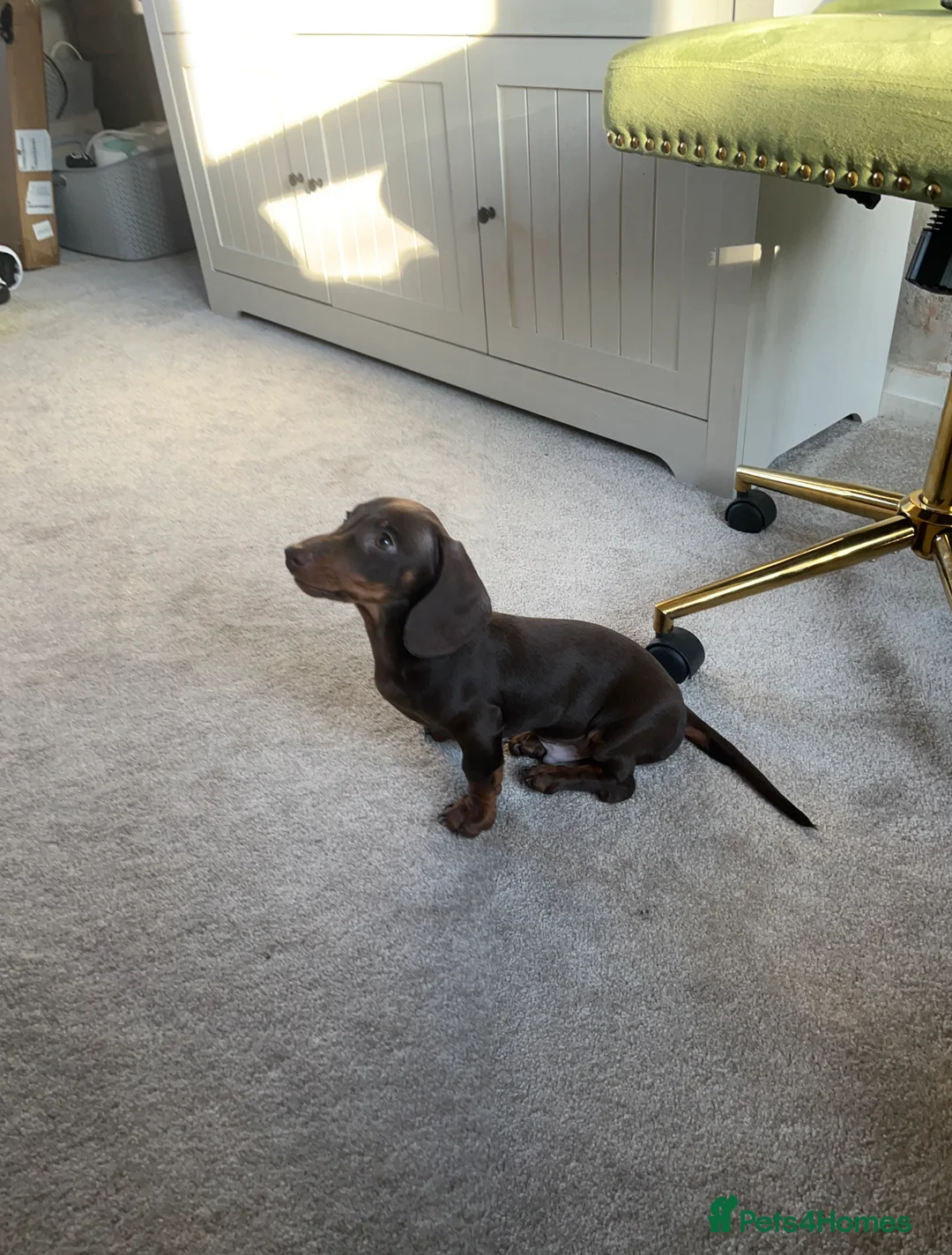 Miniature Dachshund dogs for sale: 15 weeks old dachshund chocolate& tan male  - Advert 2