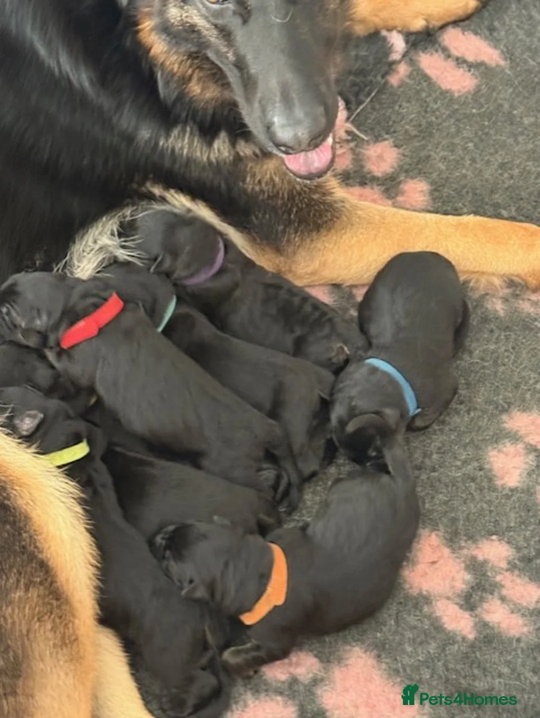 German Shepherd dogs for sale: KC reg strong GSD puppies from health tested lines in Chelmsford - Advert 5