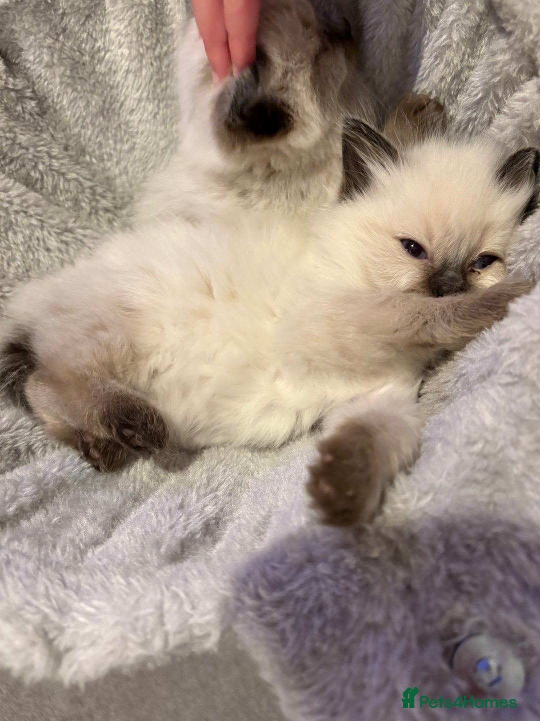 Ragdoll cats for sale: New kittens on the block  - Advert 13