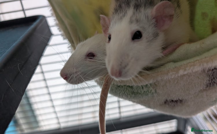 Rat rodents - Advert 1