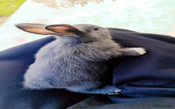 Alaska rabbits for sale: 4 Alaskan baby bunnies  - Image 3