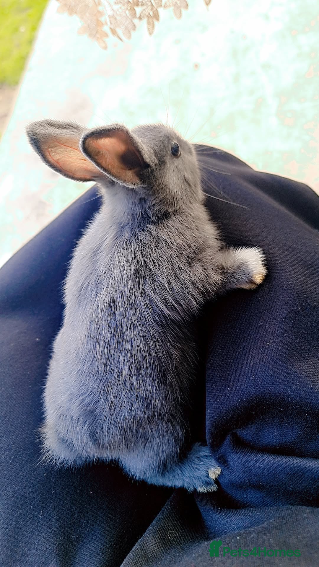 Alaska rabbits for sale: 4 Alaskan baby bunnies  - Image 3