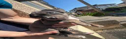 Staffordshire Bull Terrier dogs for sale: American Staffordshire bull terrier puppies - Advert 4