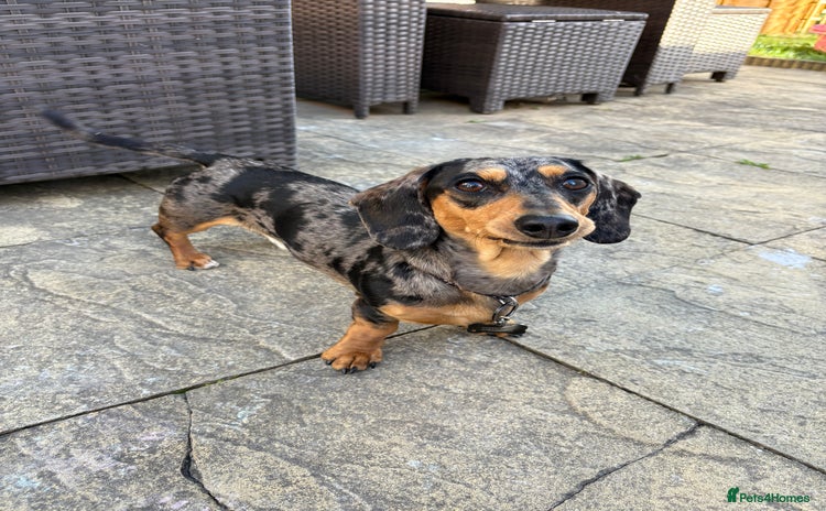 Miniature Dachshund dogs - Advert 1