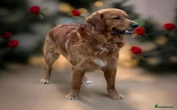 Golden Retriever dogs for stud: Handsome, Proven Fully health tested   DNA clear  - Advert 5