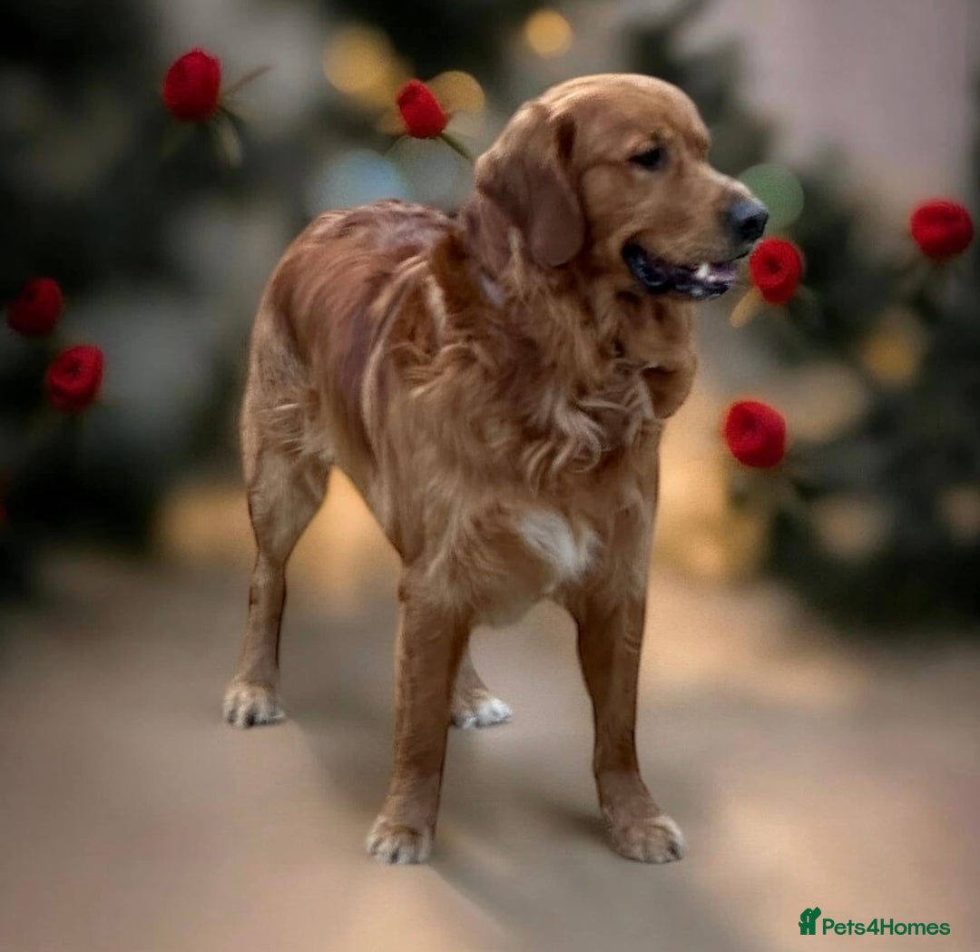 Golden Retriever dogs for stud: Handsome, Proven Fully health tested   DNA clear  - Advert 5