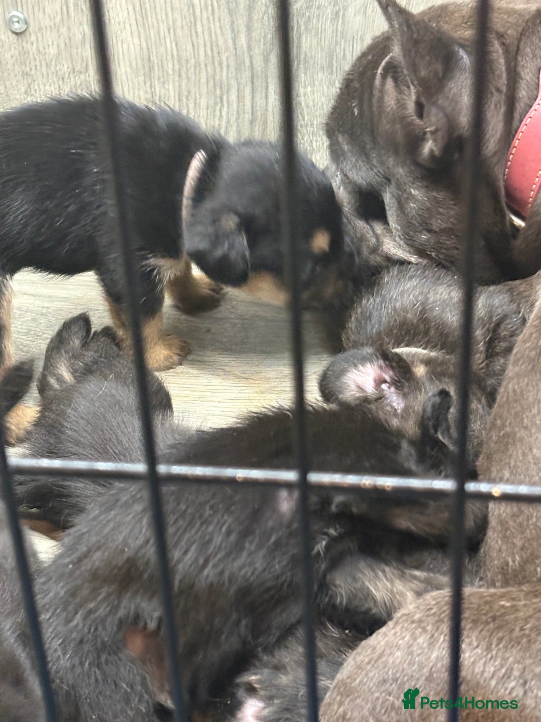 Mixed Breed dogs for sale: 5 French bulldog cross pups for sale  - Advert 6