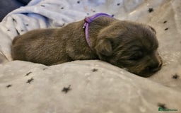 Staffordshire Bull Terrier dogs for sale: Stunning litter of Blue & Black Puppies - Advert 21