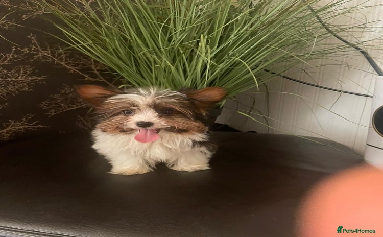 Biewer Terrier dogs in Dagenham - Advert 2