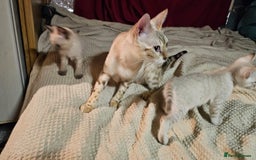 Bengal cats for sale: Cuddly charity donation pay monthly - Image 14