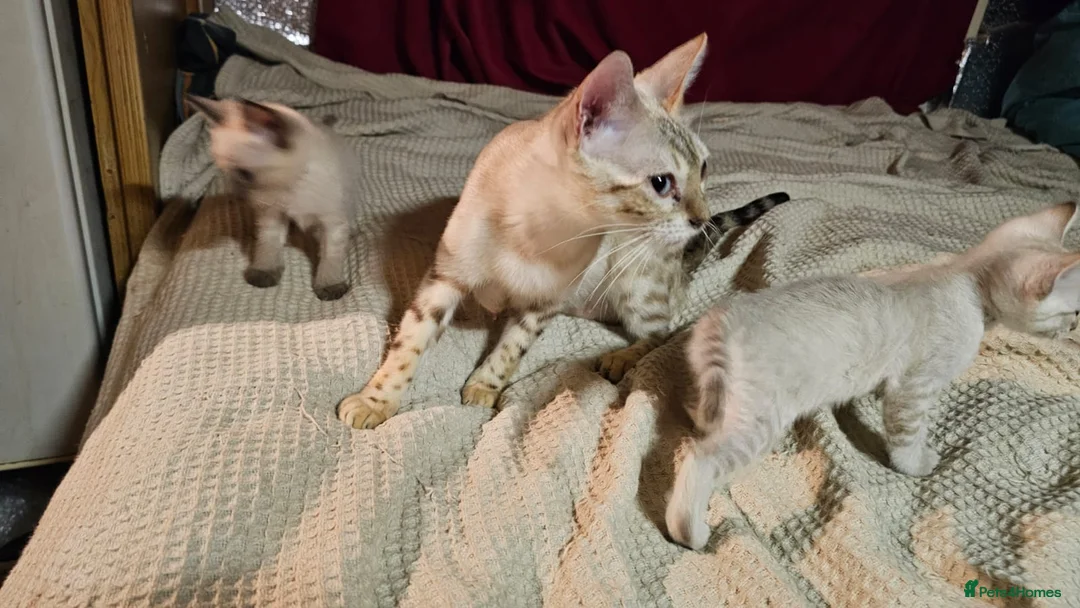 Bengal cats for sale: Guaranteed to be Cuddly *ready now*  - Advert 22