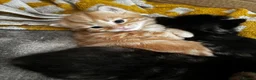 Mixed Breed cats for sale: Kittens for sale  in Whitstable - Advert 7