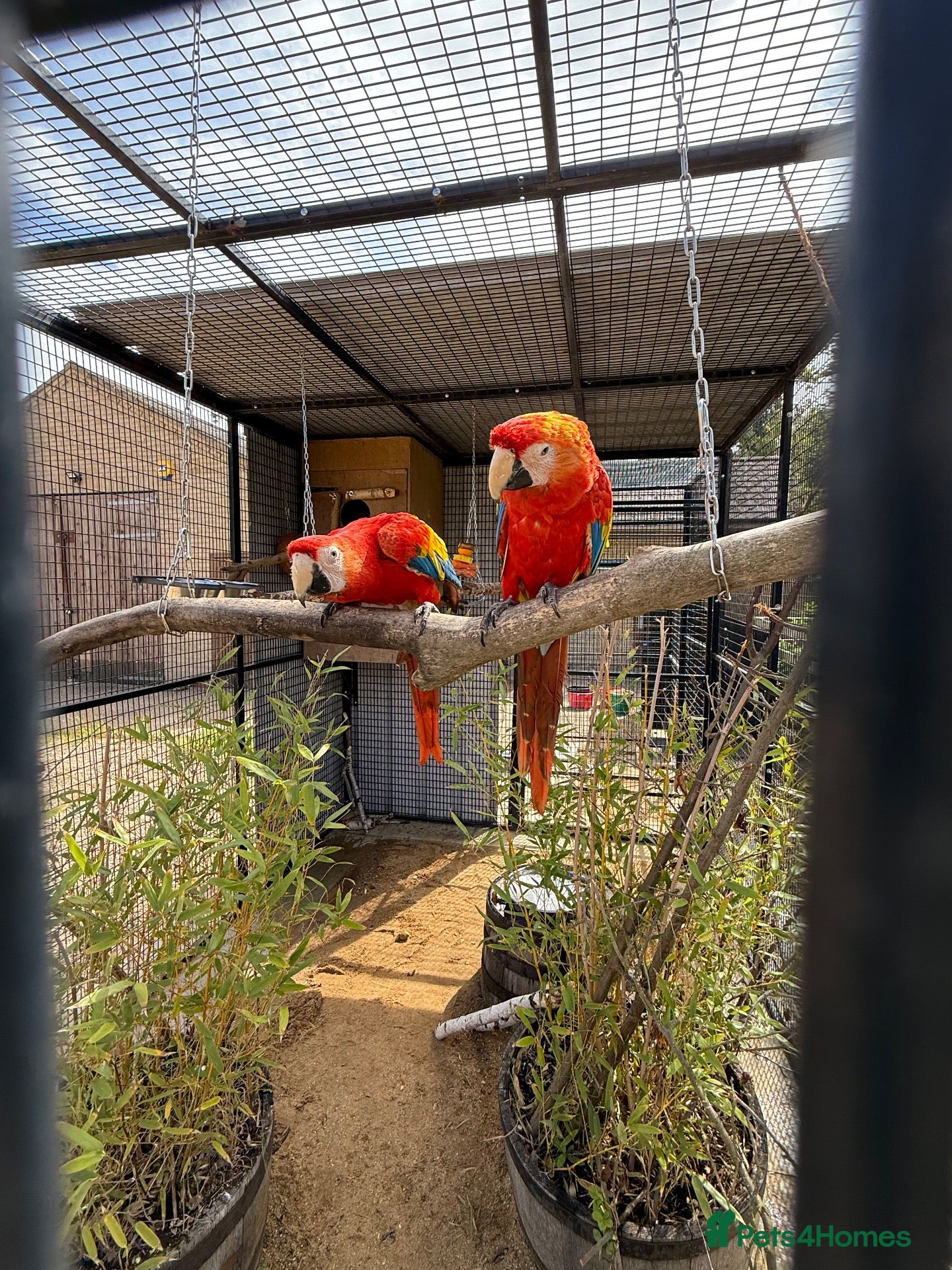 Macaws birds Scarlet Macaws  - Advert 1