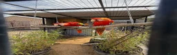 Macaws birds for sale: Scarlet Macaws  in Spalding - Advert 1