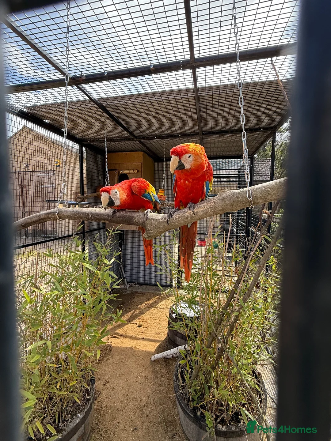Macaws birds for sale: Scarlet Macaws  in Spalding - Advert 1