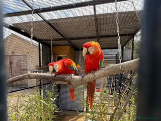 Macaws birds Scarlet Macaws - Advert 1