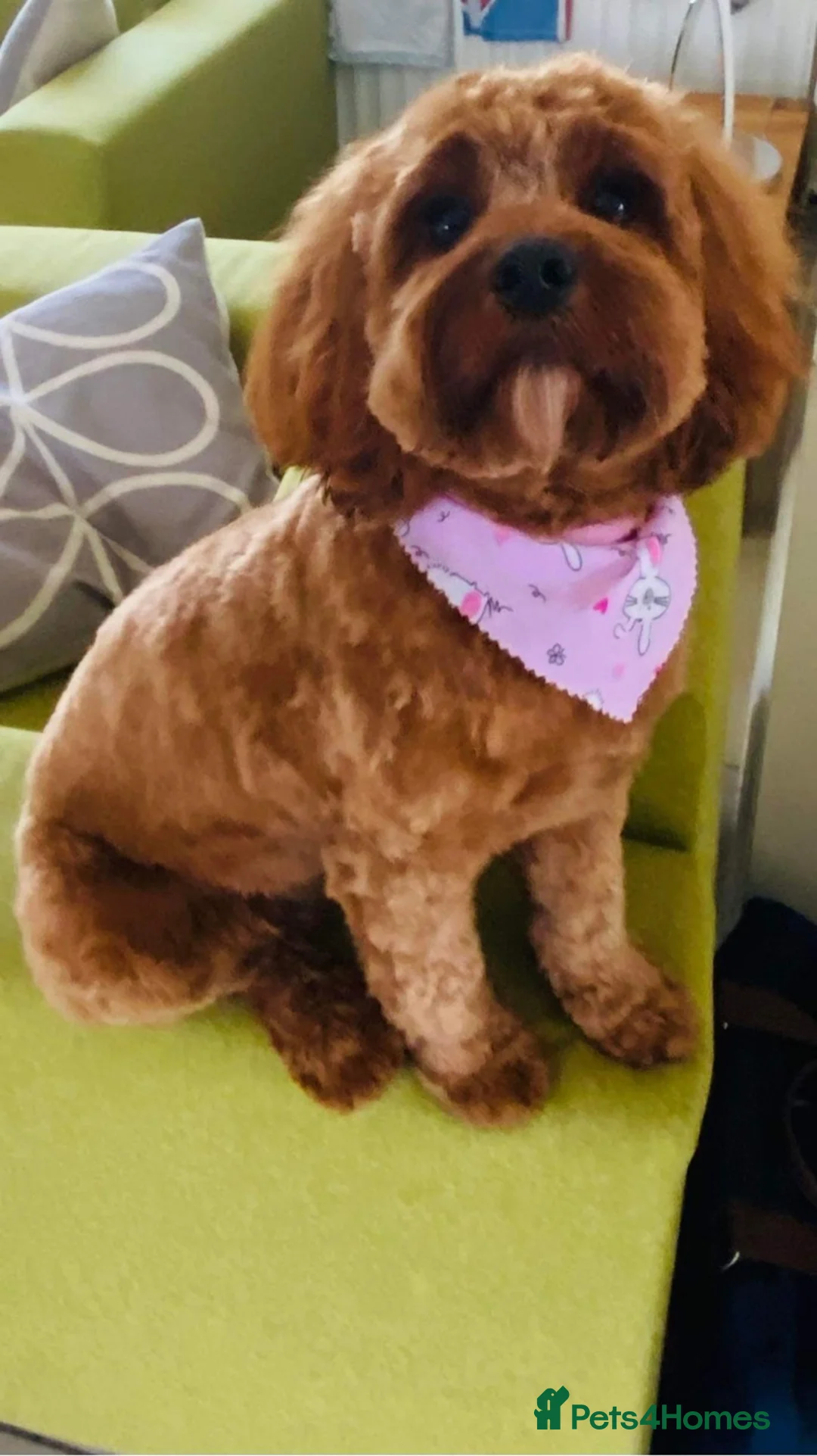 Cockapoo dogs for sale: American Cockapoo pups. F1 Health tested Parents - Advert 23