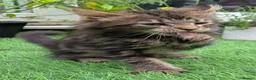 Maine Coon cats for sale: Champion Sired Maine Coon Kittens  TICA Registered - Advert 10