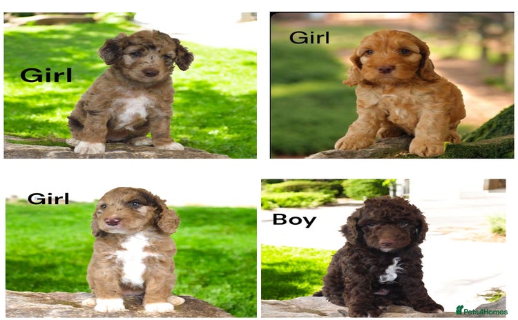 Cockapoo dogs - Advert 3