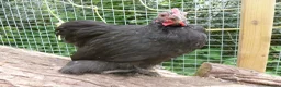 Chickens poultry for sale: Pekin Bantam Cockerels - Advert 16