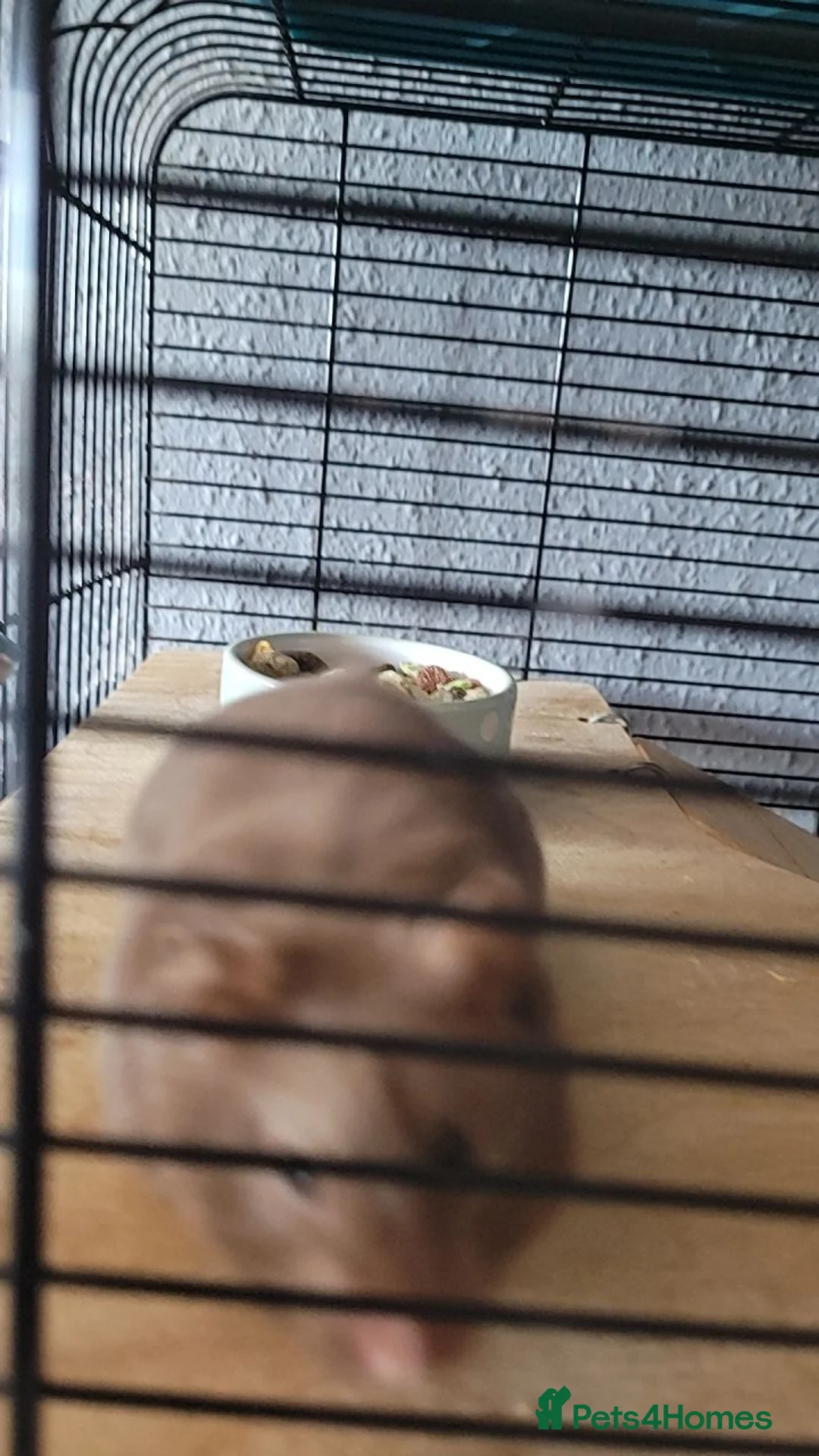 Hamster rodents for sale: Hamster for sale  - Advert 1