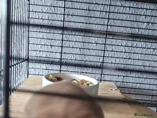 Hamster rodents Hamster for sale - Advert 10