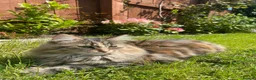 Mixed Breed cats for sale: READY FOR OUR NEW FAMILY  - Advert 8