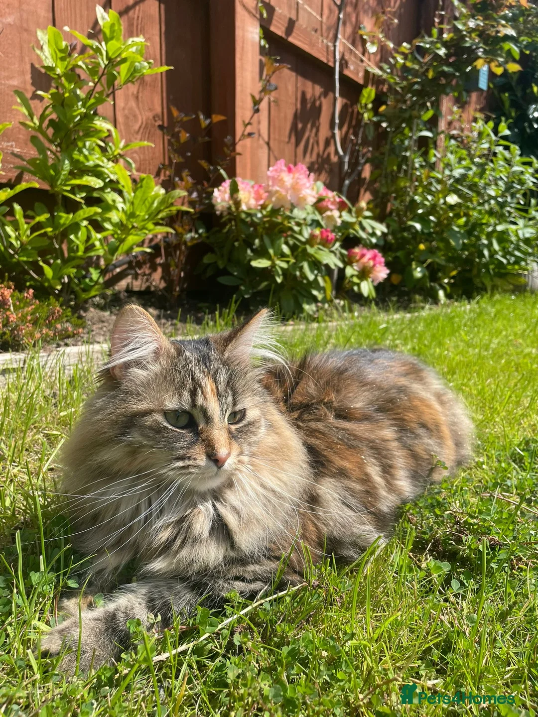 Mixed Breed cats for sale: READY FOR OUR NEW FAMILY  - Advert 8
