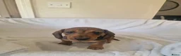 Miniature Dachshund dogs for sale: Beautiful miniature daschunds  - Advert 22