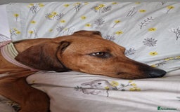 Mixed Breed dogs for adoption: Myrtle - 8 months, female Vizla mix - Image 5