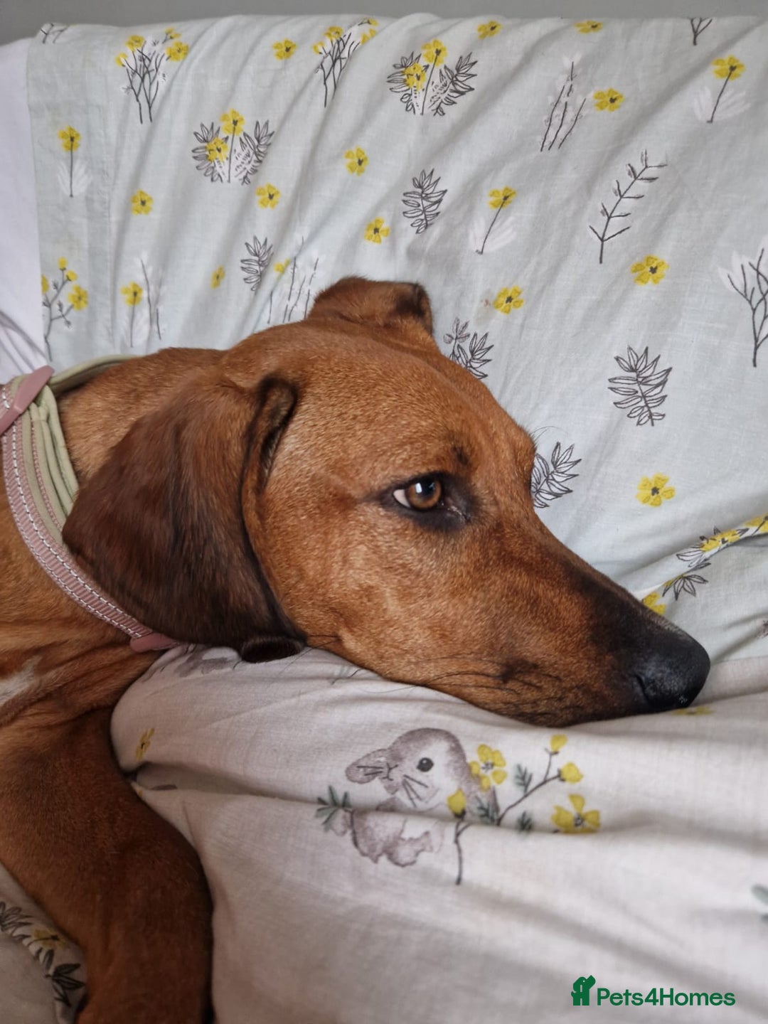 Mixed Breed dogs for adoption: Myrtle - 8 months, female Vizla mix - Image 5