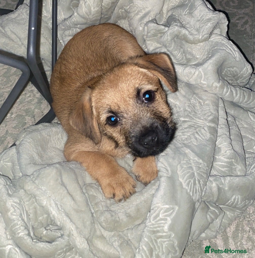 Mixed Breed dogs Last male Border/Cairn Terriers - Advert 13
