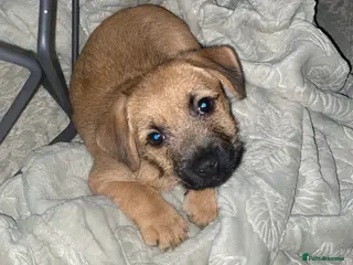 Mixed Breed dogs Fully vaccinated male Border/Cairn Terrier - Advert 3