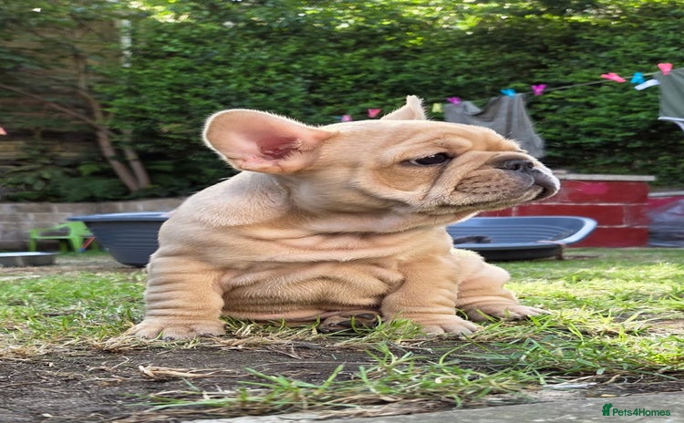 French Bulldog dogs - Advert 6