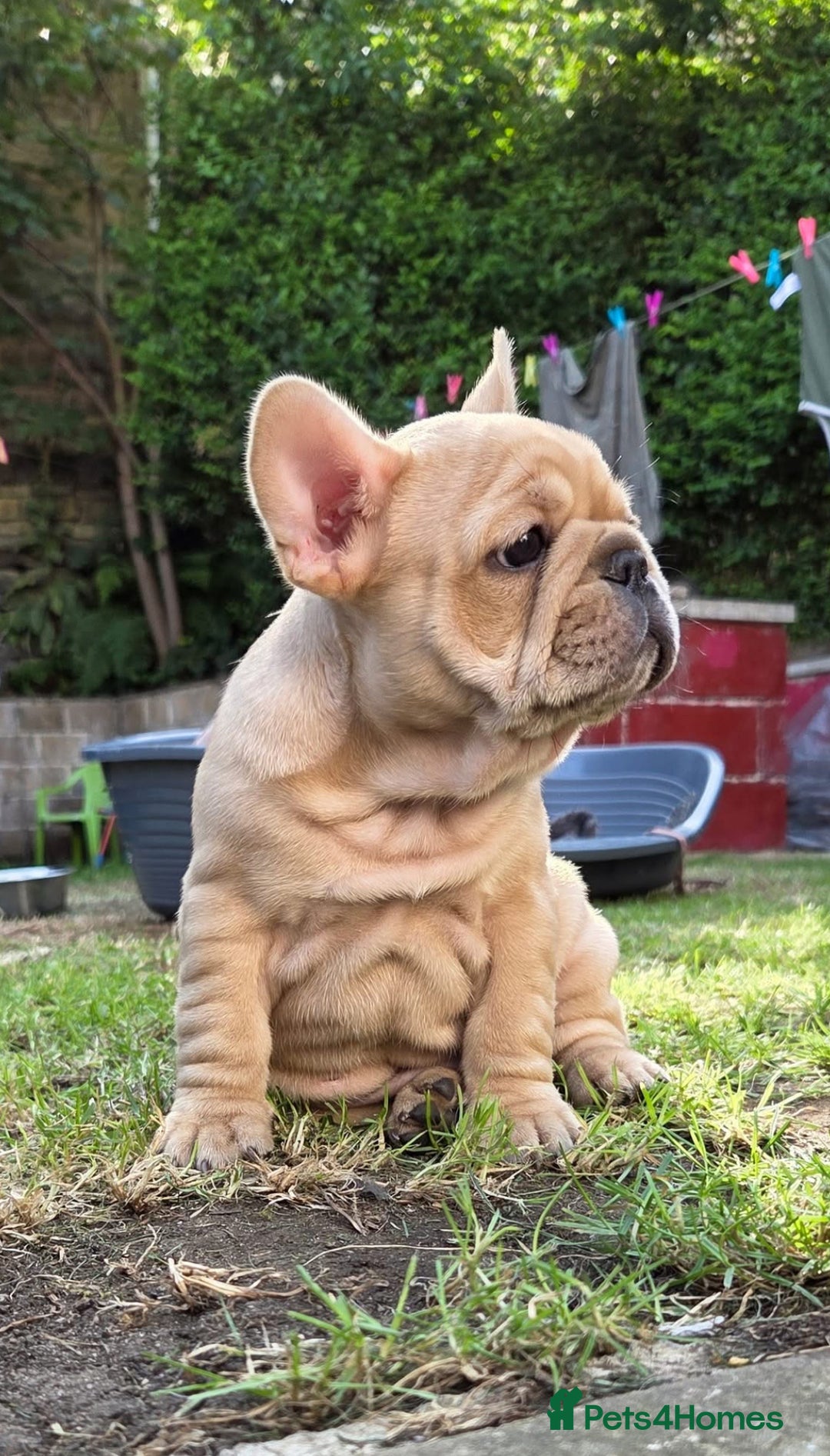 French Bulldog dogs for sale: French Bulldog puppies 3 girls and 3 boys - Image 1